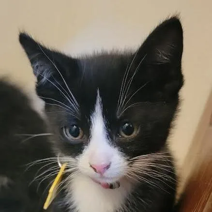 Michelangelo Check Out My thumbnail 2