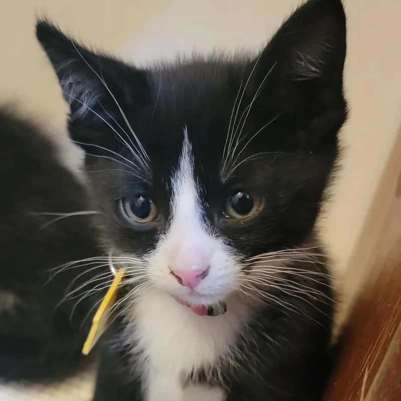 Michelangelo Check Out My thumbnail 4