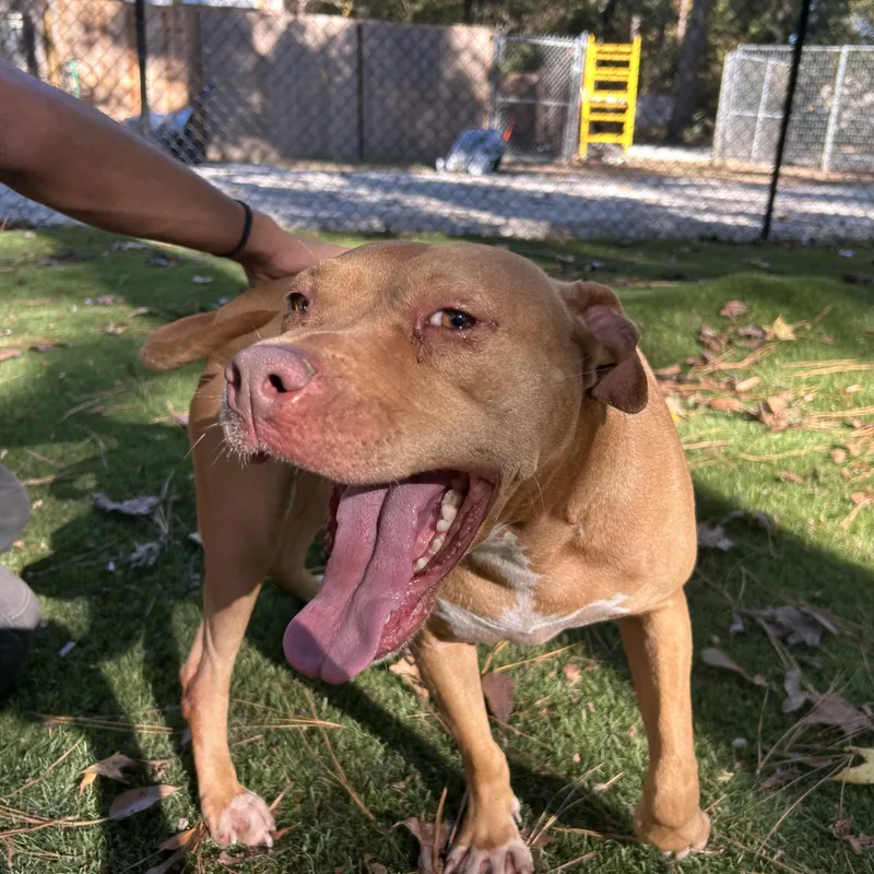 An adult medium-sized female Red / Chestnut / Orange American Staffordshire Terrier dog named Honey for adoption in Magnolia, TX