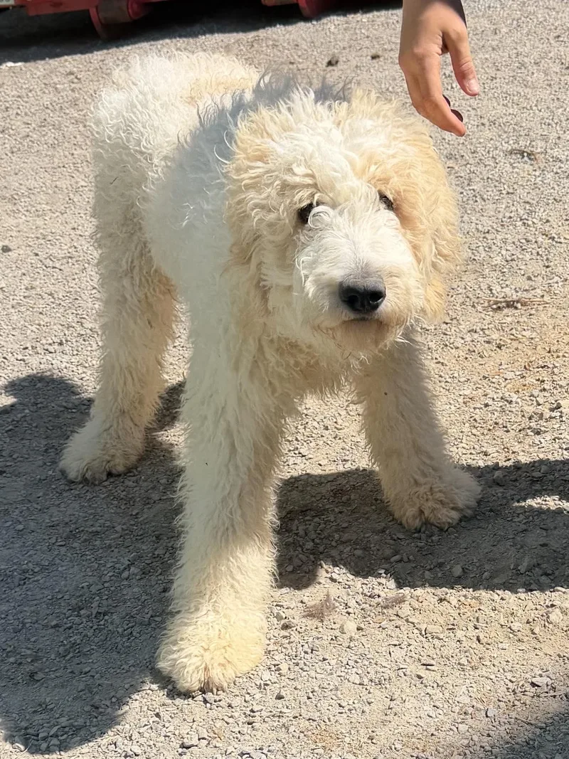 A baby medium-sized male Golden Retriever dog named Alfalfa for adoption in Havertown, PA