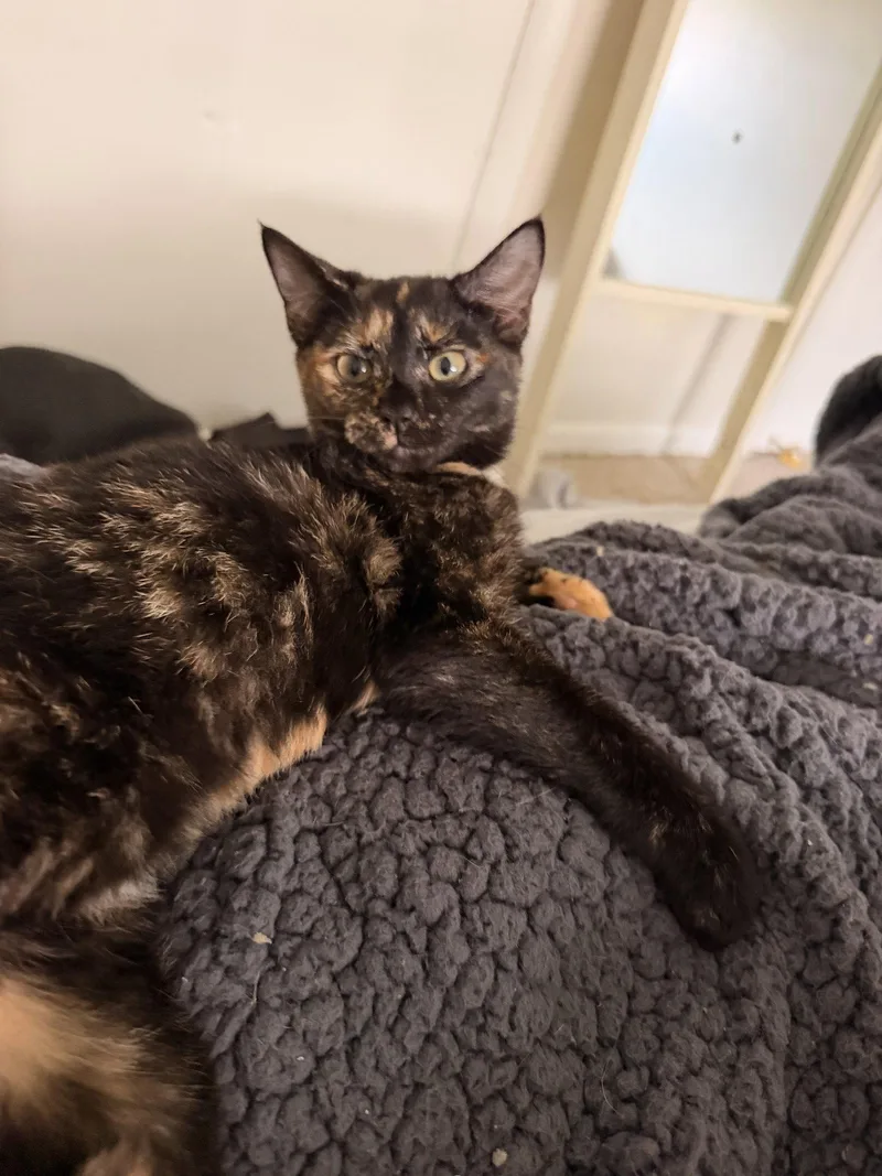 A baby medium-sized female Domestic Short Hair cat named Fern for adoption in Wheaton, IL