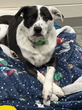 An adult medium-sized male White / Cream Border Collie dog named Chance for adoption in Key West, FL