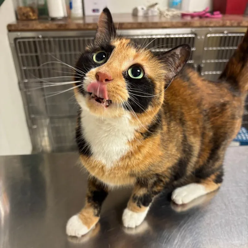 A senior large-sized female Torbie Domestic Short Hair cat named Dolly for adoption in Ottawa, KS