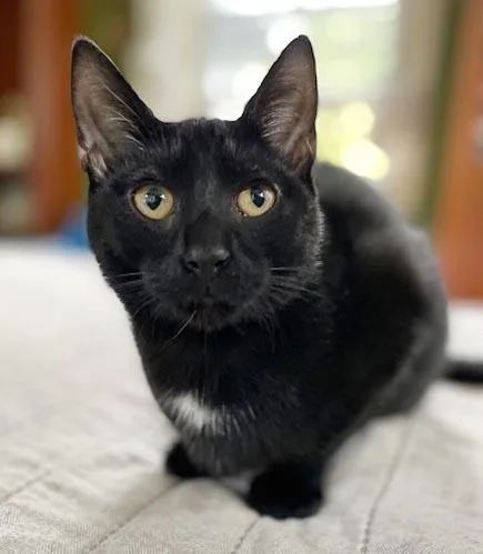 A baby small-sized female Black Bombay cat named Felicia is fun and for adoption in Bedford Hills, NY