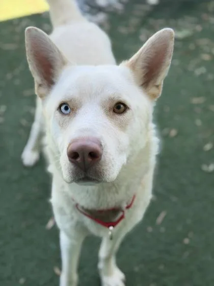 An adult medium-sized male White / Cream Siberian Husky dog named Gizmo for adoption in Sacramento, CA