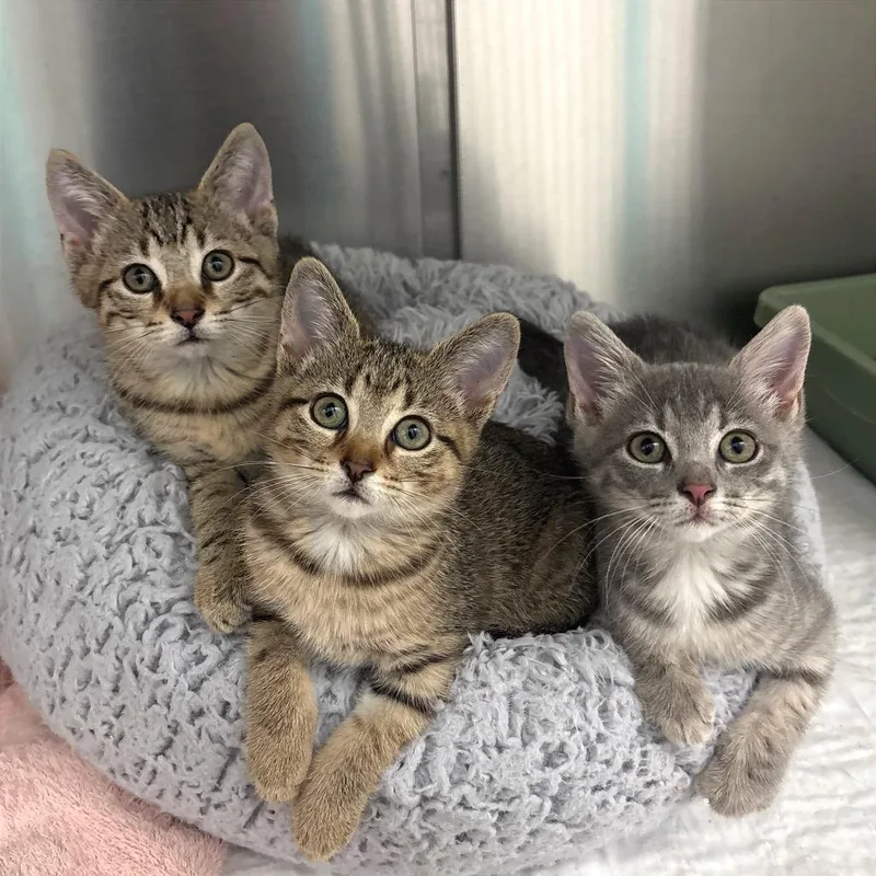 A baby small-sized female Gray / Blue / Silver Domestic Short Hair cat named Raven for adoption in Fort Lauderdale, FL