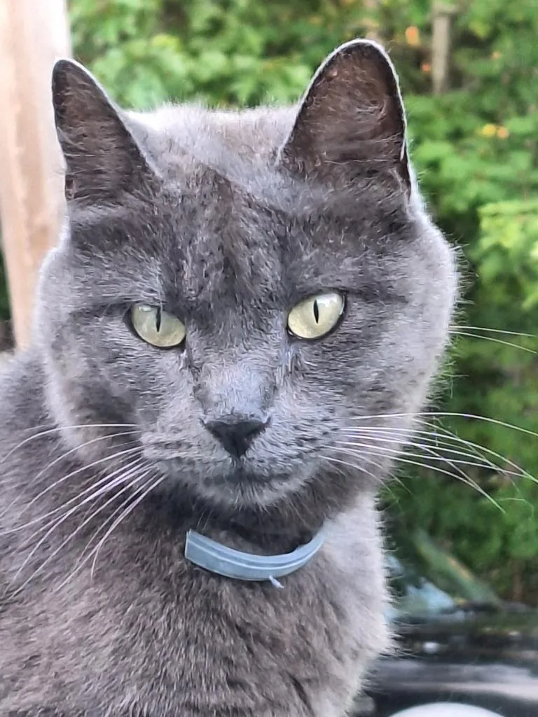 An adult medium-sized female Domestic Short Hair cat named Adele for adoption in Cumberland, ME