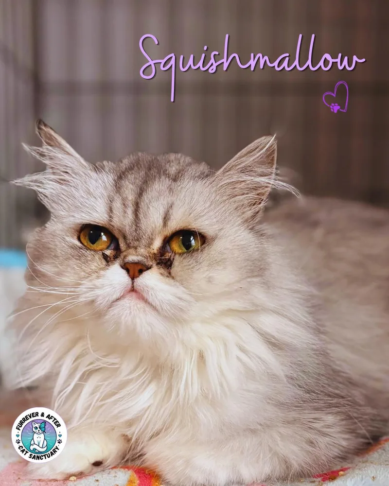 An adult medium-sized female Gray & White Persian cat named Squishmallow for adoption in Austintown, OH