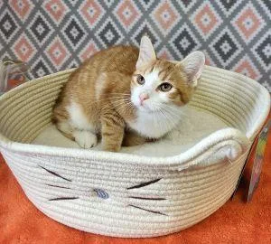 A young medium-sized male Domestic Short Hair cat named Percy for adoption in Bucyrus, OH