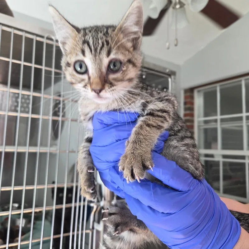 A baby small-sized male Gray / Blue / Silver Domestic Short Hair cat named Lenny for adoption in Starkville, MS
