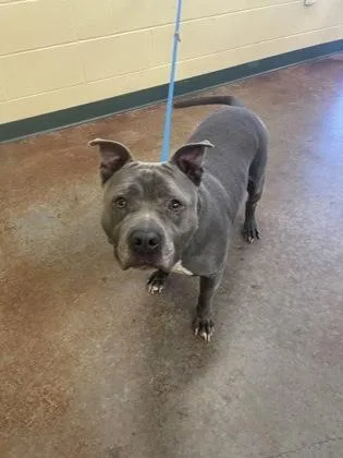An adult large-sized male Mixed Breed dog named Quincy for adoption in Independence, MO