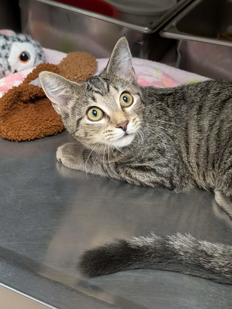 A baby medium-sized female Tabby (Brown / Chocolate) Domestic Short Hair cat named Lucky for adoption in Chambersburg, PA