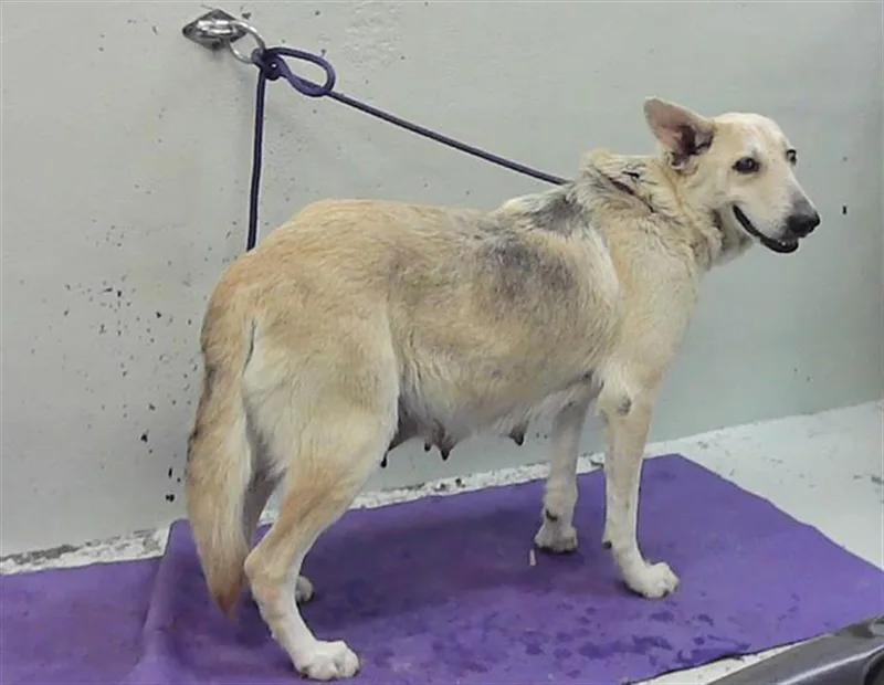 A young medium-sized female German Shepherd Dog dog named Libby for adoption in Houston, TX