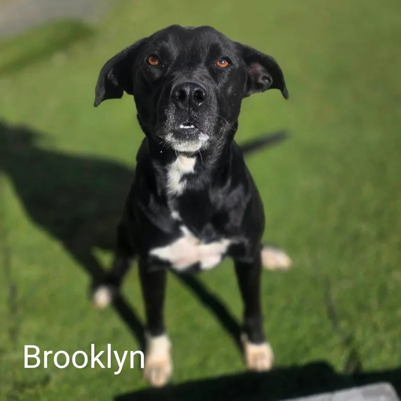 Brooklyn thumbnail 4