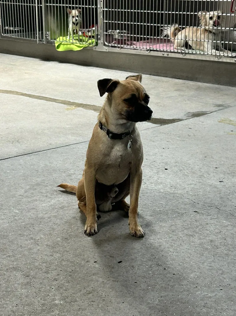 A baby small-sized male Apricot / Beige Chihuahua dog named Percy for adoption in Phoenix, AZ