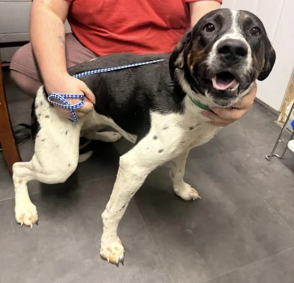 A young large-sized female Coonhound dog named Daisy for adoption in Campbellsville, KY