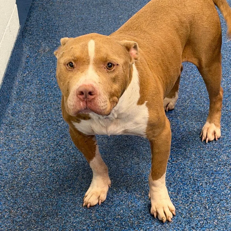 An adult medium-sized male Pit Bull Terrier dog named Diesel for adoption in Tarboro, NC