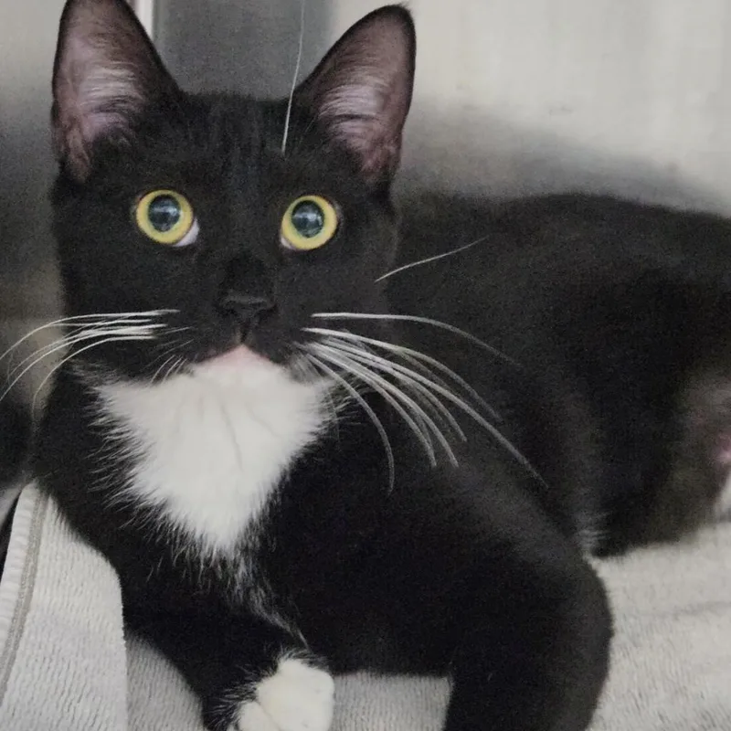 An adult extra large-sized female Black Domestic Short Hair cat named Melody for adoption in Boston, MA