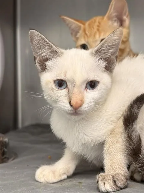 A baby small-sized female Domestic Short Hair cat named Angel Baby for adoption in Fort Walton Beach, FL