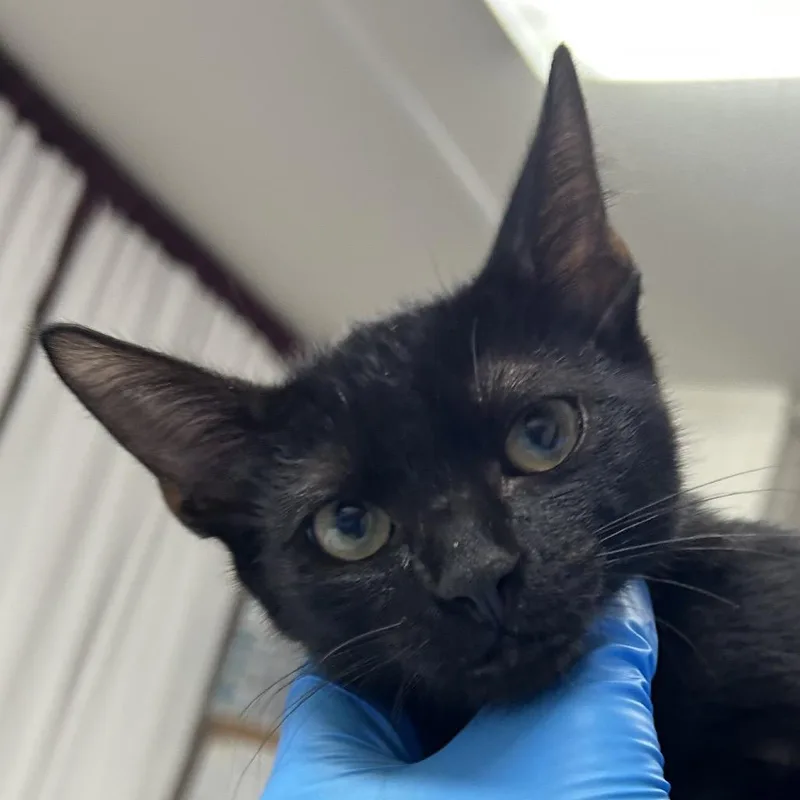 A baby small-sized female Black Domestic Short Hair cat named Sable for adoption in Pensacola, FL