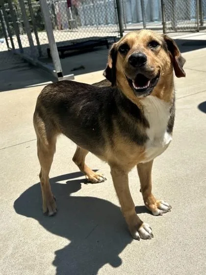 An adult medium-sized female Mixed Breed dog named Coconutty for adoption in King William, VA