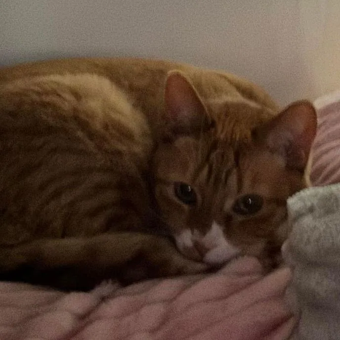 An adult small-sized female Orange / Red Domestic Short Hair cat named Marmalade C for adoption in Princeton, MN