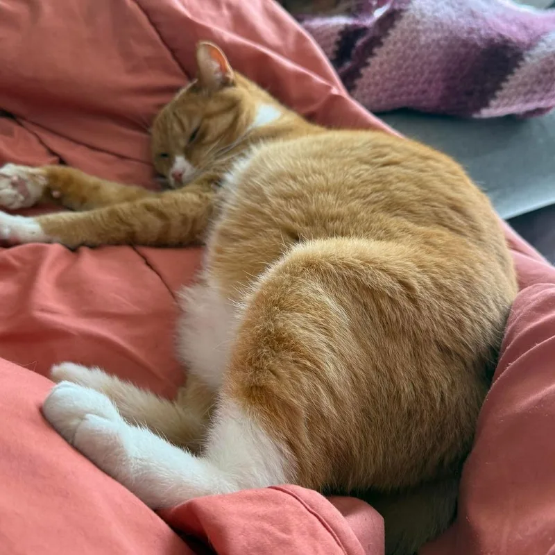 Marmalade C thumbnail 3