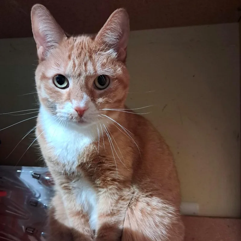 Marmalade C thumbnail 4