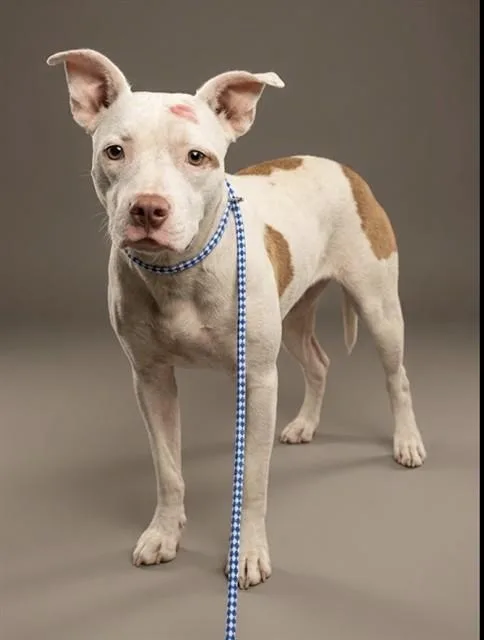 A young medium-sized female Mixed Breed dog named Strawberry Apricot for adoption in Jacksonville, FL