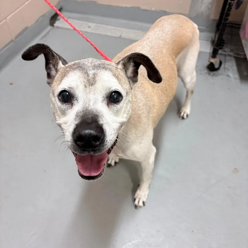 A senior medium-sized female Yellow / Tan / Blond / Fawn Mixed Breed dog named Lizzie for adoption in Tacoma, WA