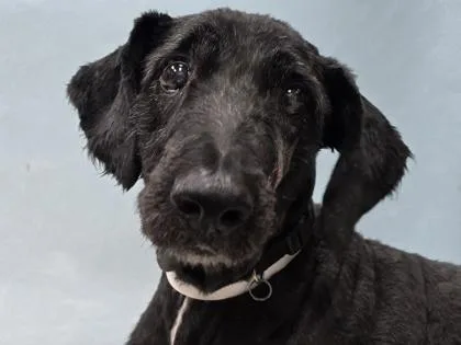 A senior large-sized male Australian Shepherd dog named Finley for adoption in Coon Rapids, MN