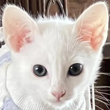 A baby small-sized male Domestic Short Hair cat named Terry for adoption in Pleasanton, CA