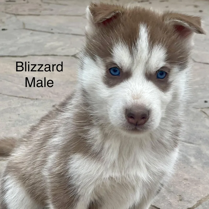Husky Puppies thumbnail 2