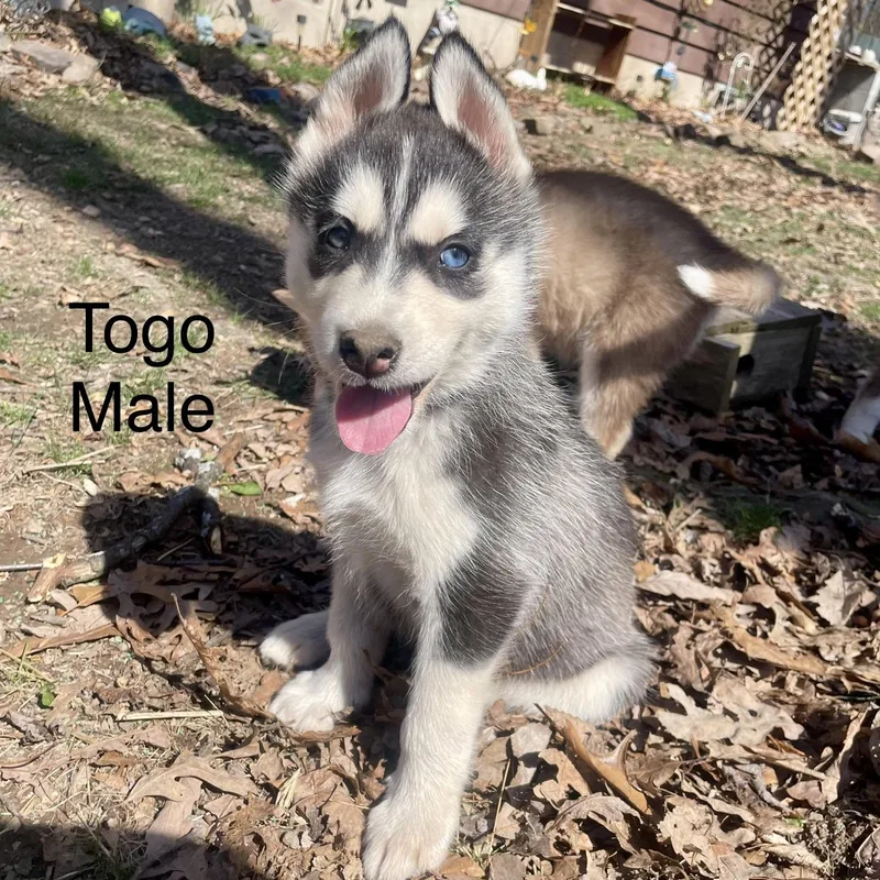 Husky Puppies thumbnail 3