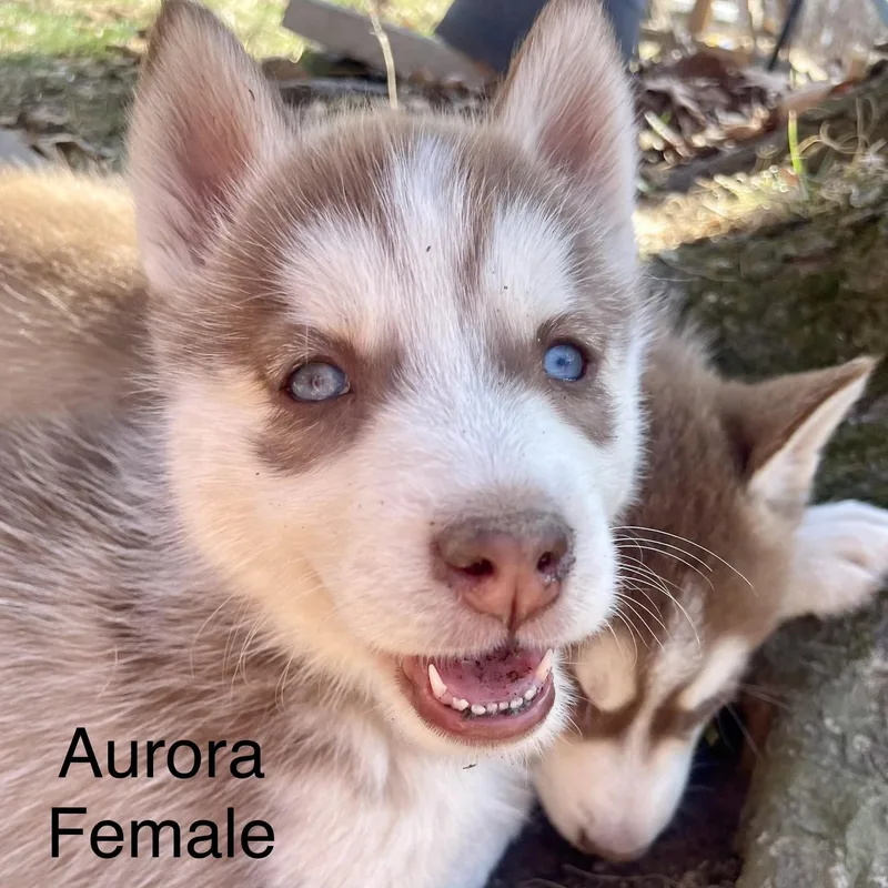 Husky Puppies thumbnail 5