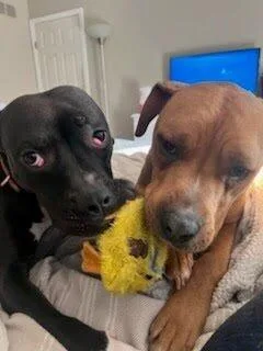 An adult medium-sized female Black Mixed Breed dog named Lilac for adoption in Cincinnati, OH