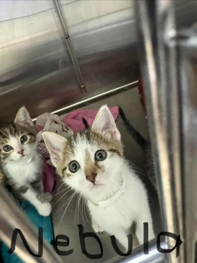 A baby small-sized female Domestic Short Hair cat named Nebula for adoption in Shorewood, IL