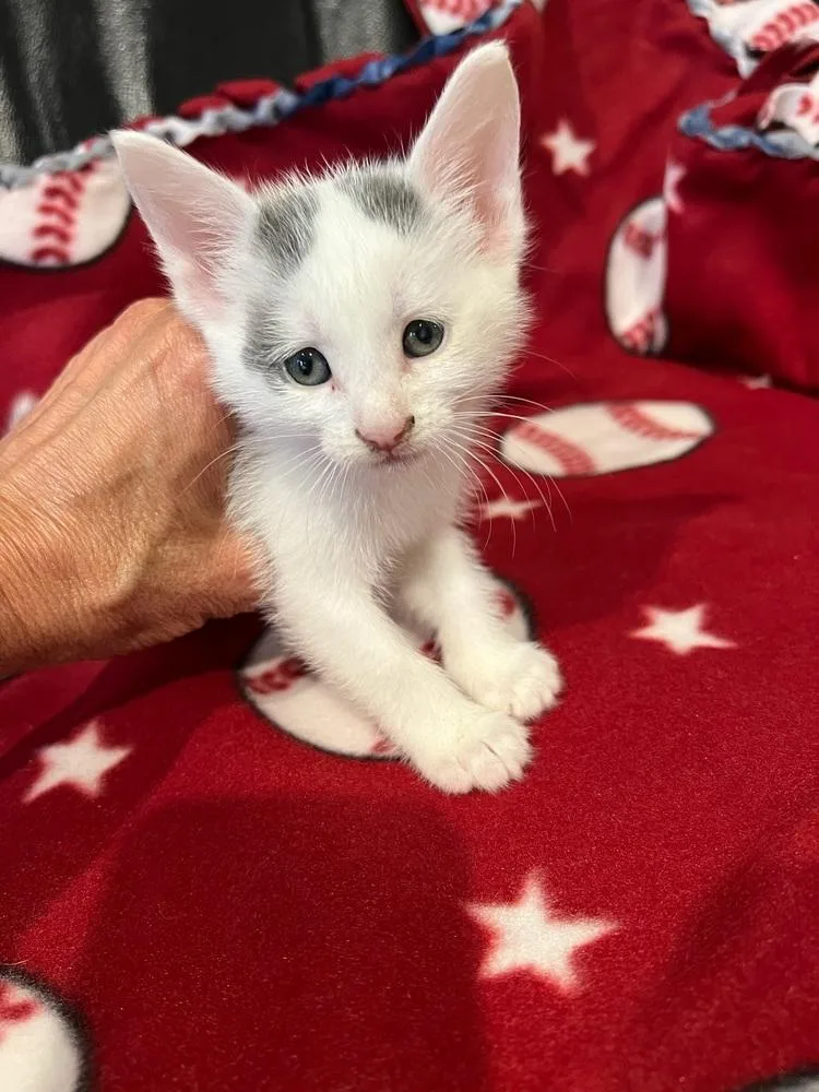 A baby small-sized female Black & White / Tuxedo Domestic Short Hair cat named Three Dot for adoption in Oradell, NJ
