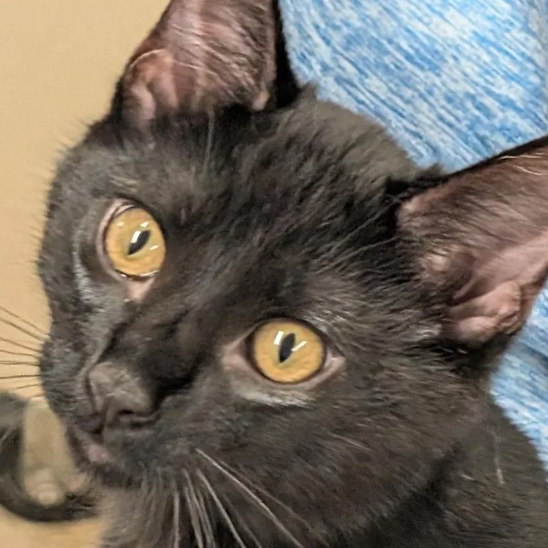 A baby small-sized male Black Domestic Short Hair cat named Elroy for adoption in Colorado Springs, CO