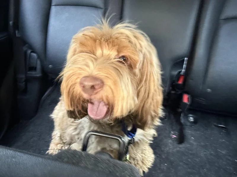 An adult small-sized male Cocker Spaniel dog named Whiskey for adoption in San Antonio, TX