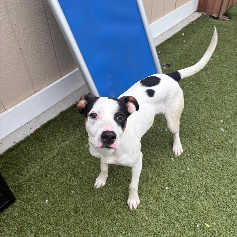 A young medium-sized female White / Cream Mixed Breed dog named Inde for adoption in Binghamton, NY