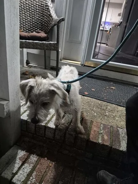 A young small-sized male Wire Fox Terrier dog named Pen for adoption in Lawrenceville, GA