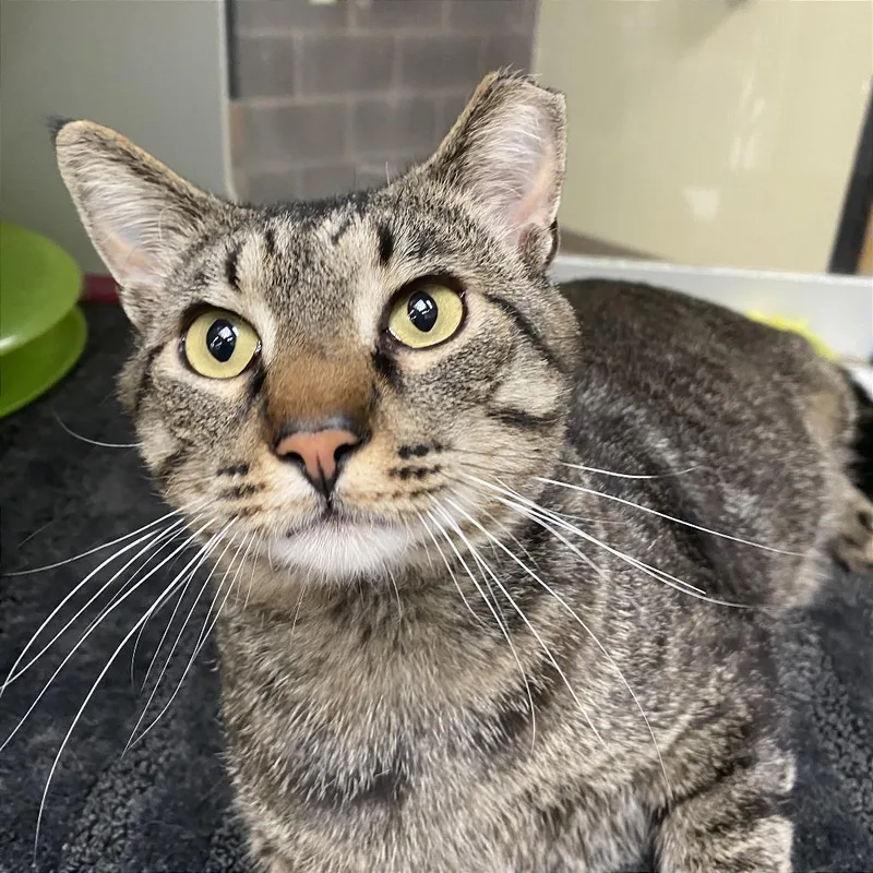A young large-sized male Brown / Chocolate Domestic Short Hair cat named Marblie for adoption in Cheyenne, WY