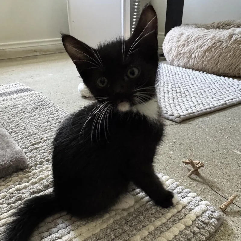 A baby small-sized female Black Domestic Short Hair cat named Charlie for adoption in Los Angeles, CA