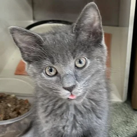 A baby small-sized male Gray / Blue / Silver Domestic Short Hair cat named Brett for adoption in Baltimore, MD