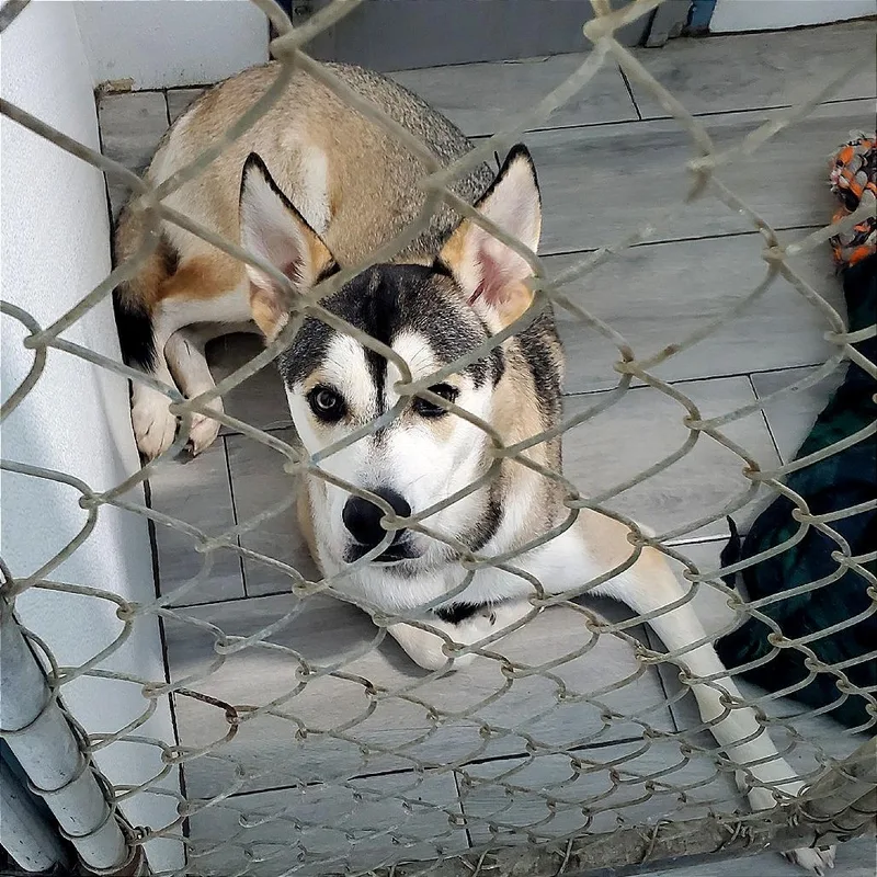 An adult large-sized male Gray / Blue / Silver Husky dog named Stone for adoption in Denison, TX