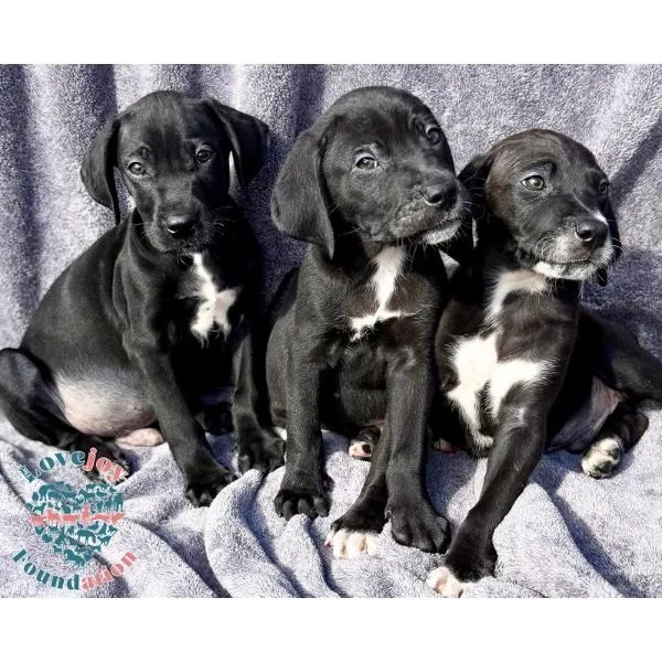 Saint Joseph Litter Coh thumbnail 2