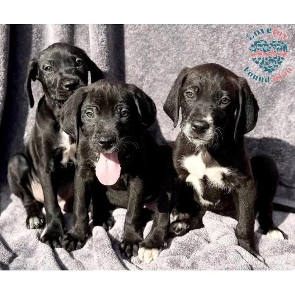 A baby large-sized male Black Cane Corso dog named Saint Joseph Litter Coh for adoption in Inglewood, CA