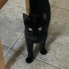 An adult medium-sized male Black Domestic Short Hair cat named Michael for adoption in Boston, MA