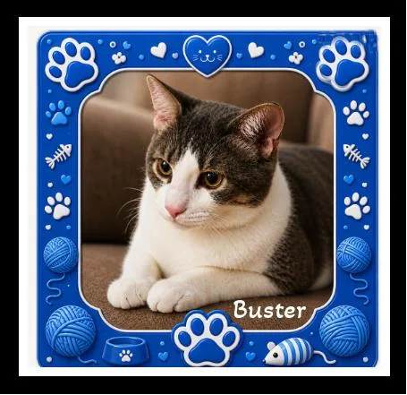 A baby medium-sized male Tabby (Tiger Striped) Domestic Short Hair cat named Buster  One gentle for adoption in Winston Salem, NC